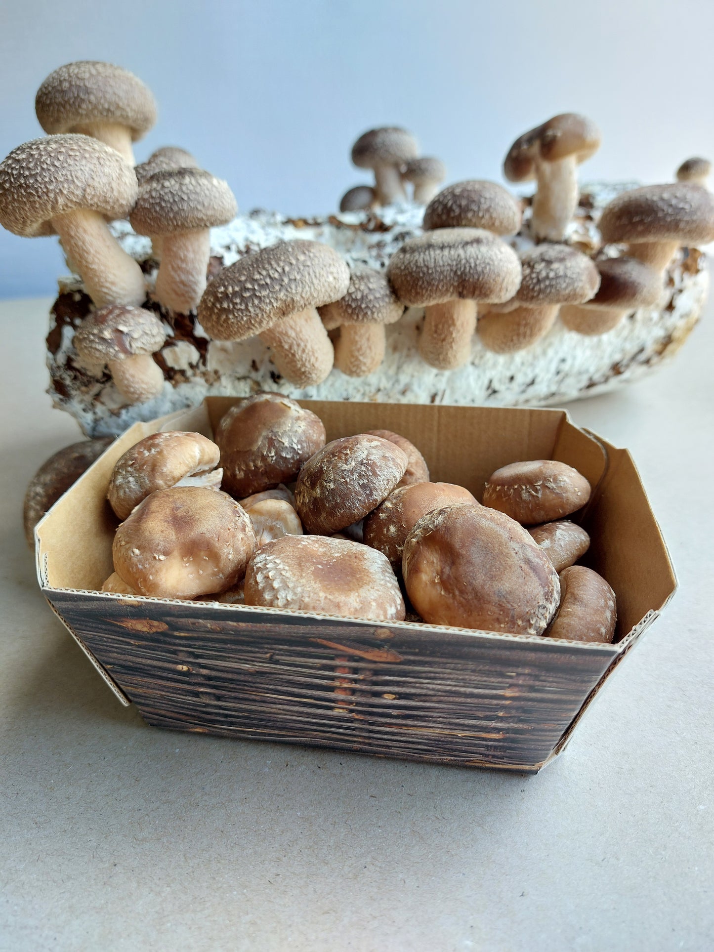 Shiitake Profi-Substrat im Doppelpack - versandkostenfrei in D