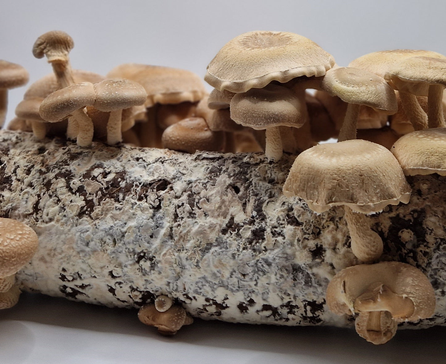 Shiitake Profi-Substrat im Doppelpack - versandkostenfrei in D