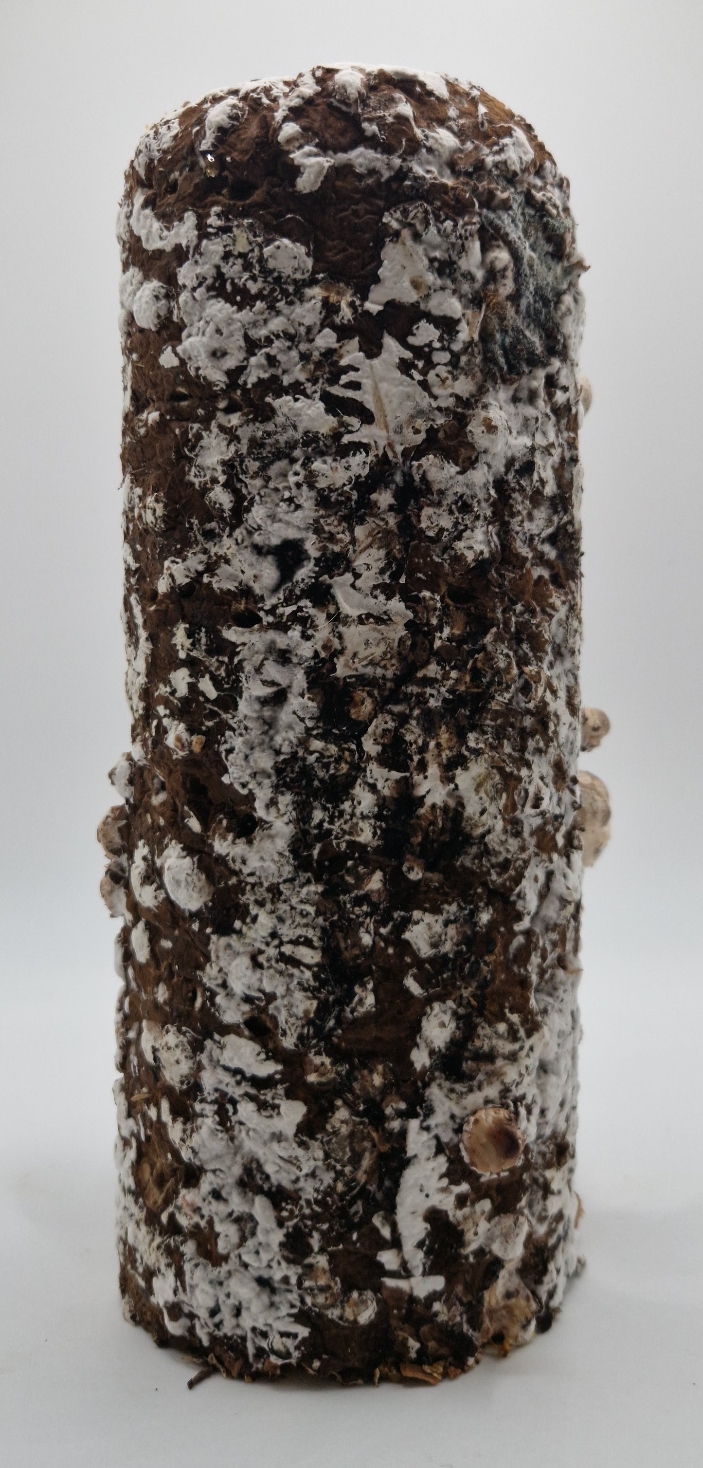 Shiitake Profi-Substrat im Doppelpack - versandkostenfrei in D