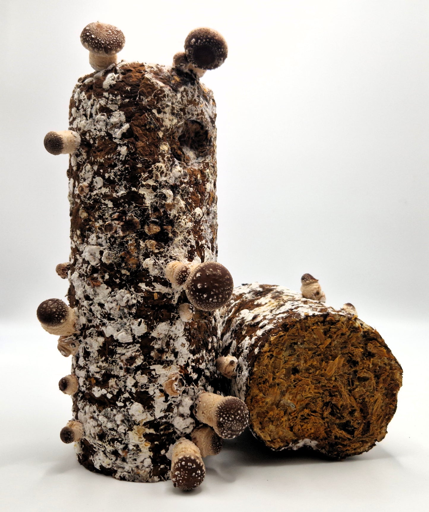 Shiitake Profi-Substrat im Doppelpack - versandkostenfrei in D